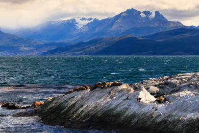 南美洲阿根廷火地岛国家公园栖息着大量野生海狮