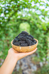 在农场果园手捧一竹盘采摘的新鲜黑色桑果