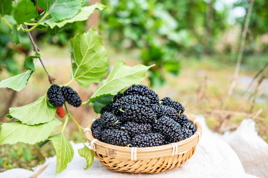 在农场果园采摘的一竹筛子新鲜黑色桑果