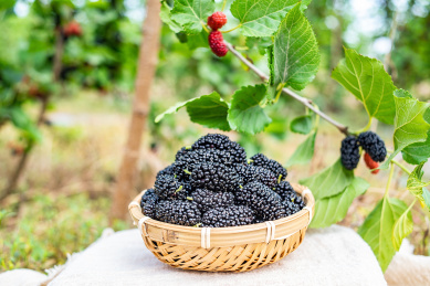 在农场果园采摘的一竹筛子新鲜黑色桑果