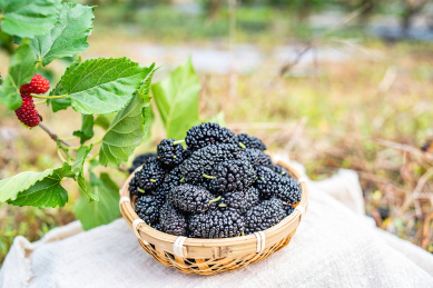 在农场果园采摘的一竹筛子新鲜黑色桑果