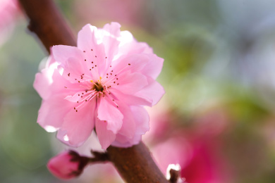碧桃桃花花瓣花蕊特写春天节气