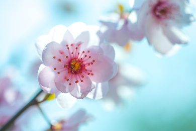 碧桃桃花花瓣花蕊特写春天节气