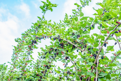 果园农场桑树上长满了桑果