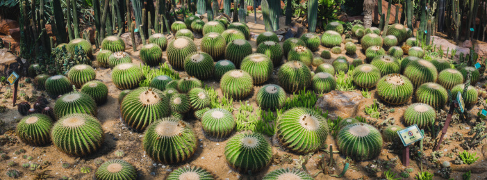 植物园中的热带沙漠植物仙人球