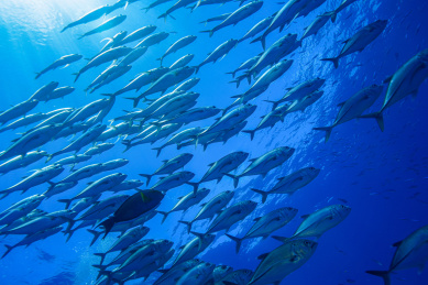 大堡礁海下的鱼群和蓝色的大海