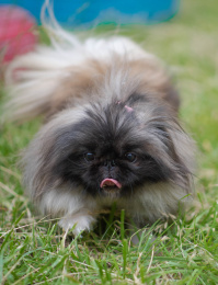 在绿色的草地上,一只长毛黑脸的北京犬伸着舌头往前走