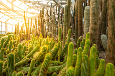 福建省厦门市万石植物园仙人掌