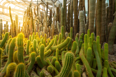 福建省厦门市万石植物园仙人掌