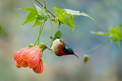梅花上的长尾缝叶莺