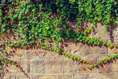 鲜花绿叶植物背景墙