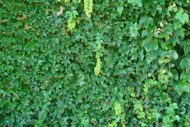 鲜花绿叶植物背景墙