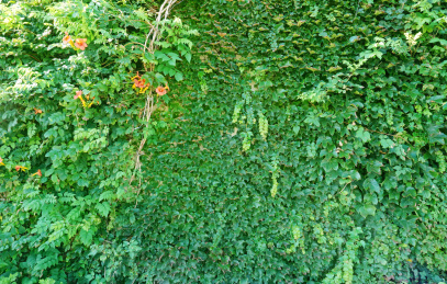 鲜花绿叶植物背景墙