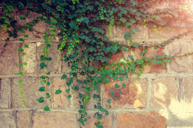 鲜花绿叶植物背景墙