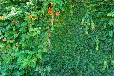 鲜花绿叶植物背景墙