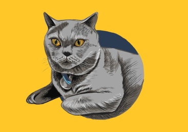 一直系着蓝色项圈的英国短毛猫 宠物概念插画