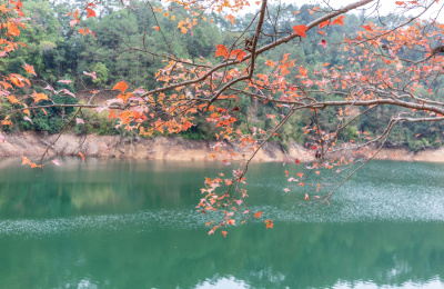 秋天蓝色的湖水与湖边黄色的枫树