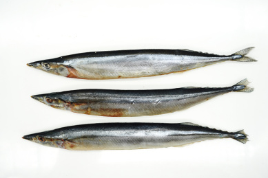 放在桌子上的的海鲜食材秋刀鱼