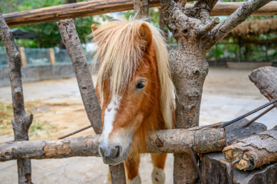 广州市动物园英俊的英国设特兰矮马