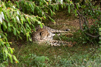非洲肯尼亚国家公园里正在树下睡觉休息的猎豹（Cheetah）