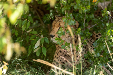 非洲肯尼亚国家公园里正在树下休息的猎豹（Cheetah）
