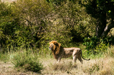 非洲肯尼亚马赛马拉草原上抬头张望的狮子