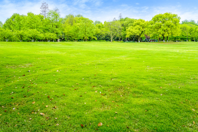 公园绿树林背景素材