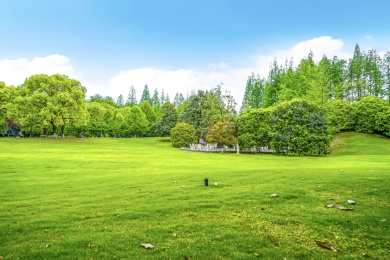 公园绿树林背景素材