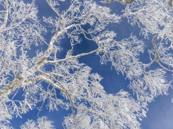中国黑龙江哈尔滨亚布力滑雪旅游度假区雾凇