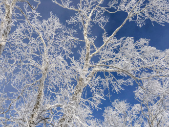 中国黑龙江哈尔滨亚布力滑雪旅游度假区雾凇
