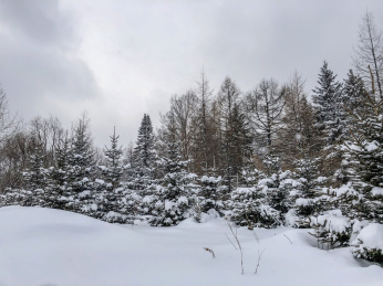 中国黑龙江哈尔滨亚布力滑雪旅游度假区雪乡风光
