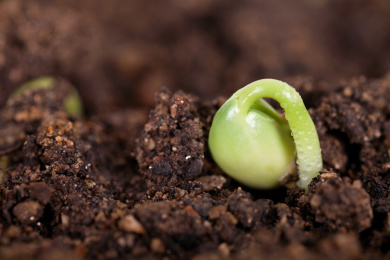 土壤里冒出的嫩芽和一粒黄豆特写