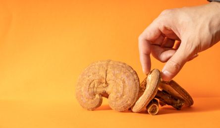 纯色背景下摆放着多个中草药灵芝