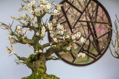 户外典雅的梅花盆景。