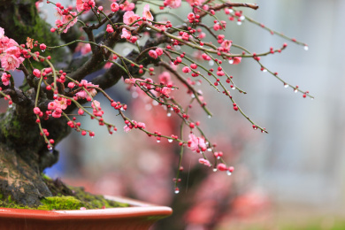 户外典雅的梅花盆景。