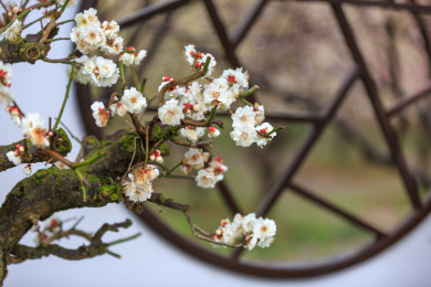户外典雅的梅花盆景。