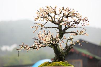 雨中盛开中的美丽梅花。
