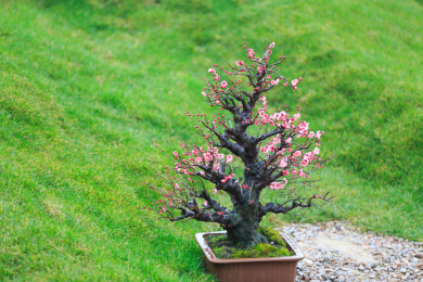 雨中盛开中的美丽梅花。