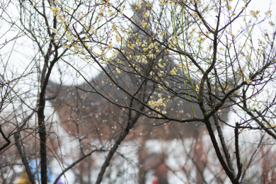 中国江苏省苏州市香雪海美丽风光。