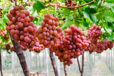 葡萄藤上成熟的葡萄红提子