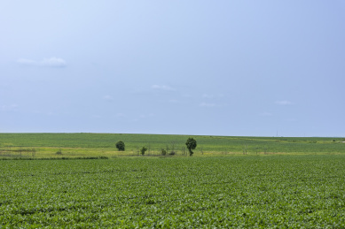 黑龙江北大荒黑土地上种植的农作物