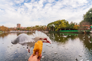 冬季云南翠湖公园里过冬的海鸥