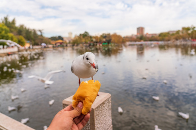 冬季云南翠湖公园里过冬的海鸥