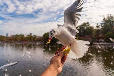 冬季云南翠湖公园里过冬的海鸥
