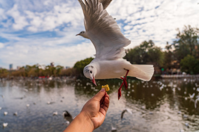 冬季云南翠湖公园里过冬的海鸥