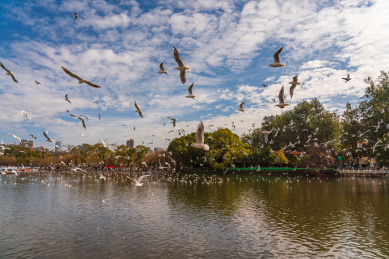 冬季云南昆明翠湖公园的海鸥