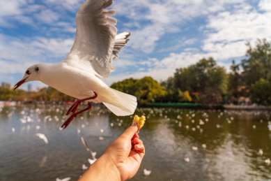 冬季云南翠湖公园里过冬的海鸥