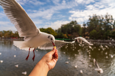 冬季云南翠湖公园里过冬的海鸥