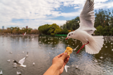 冬季云南翠湖公园里过冬的海鸥