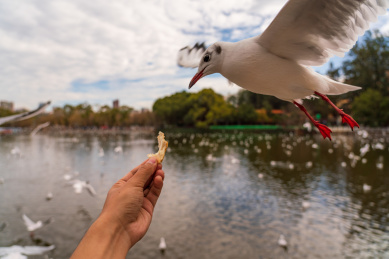 冬季云南翠湖公园里过冬的海鸥